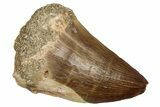 Fossil Mosasaur (Hainosaurus) Tooth - Morocco #345154-1